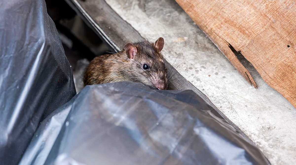 Rats around food waste Rats around food waste